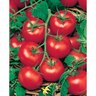 Grafted Tomato Money Maker