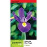 Dutch Iris Blue Magic