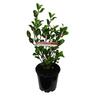 Griselinia Canterbury