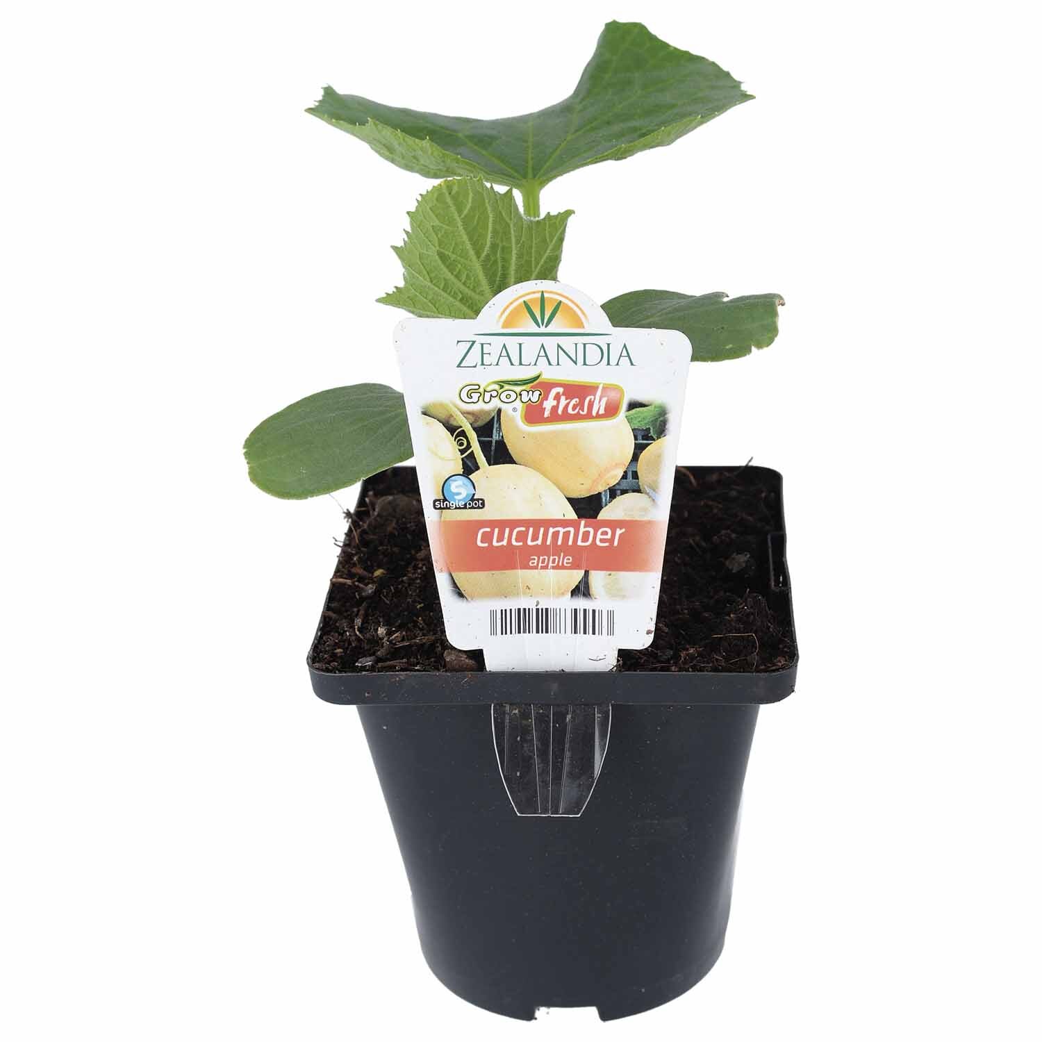Cucumber Apple