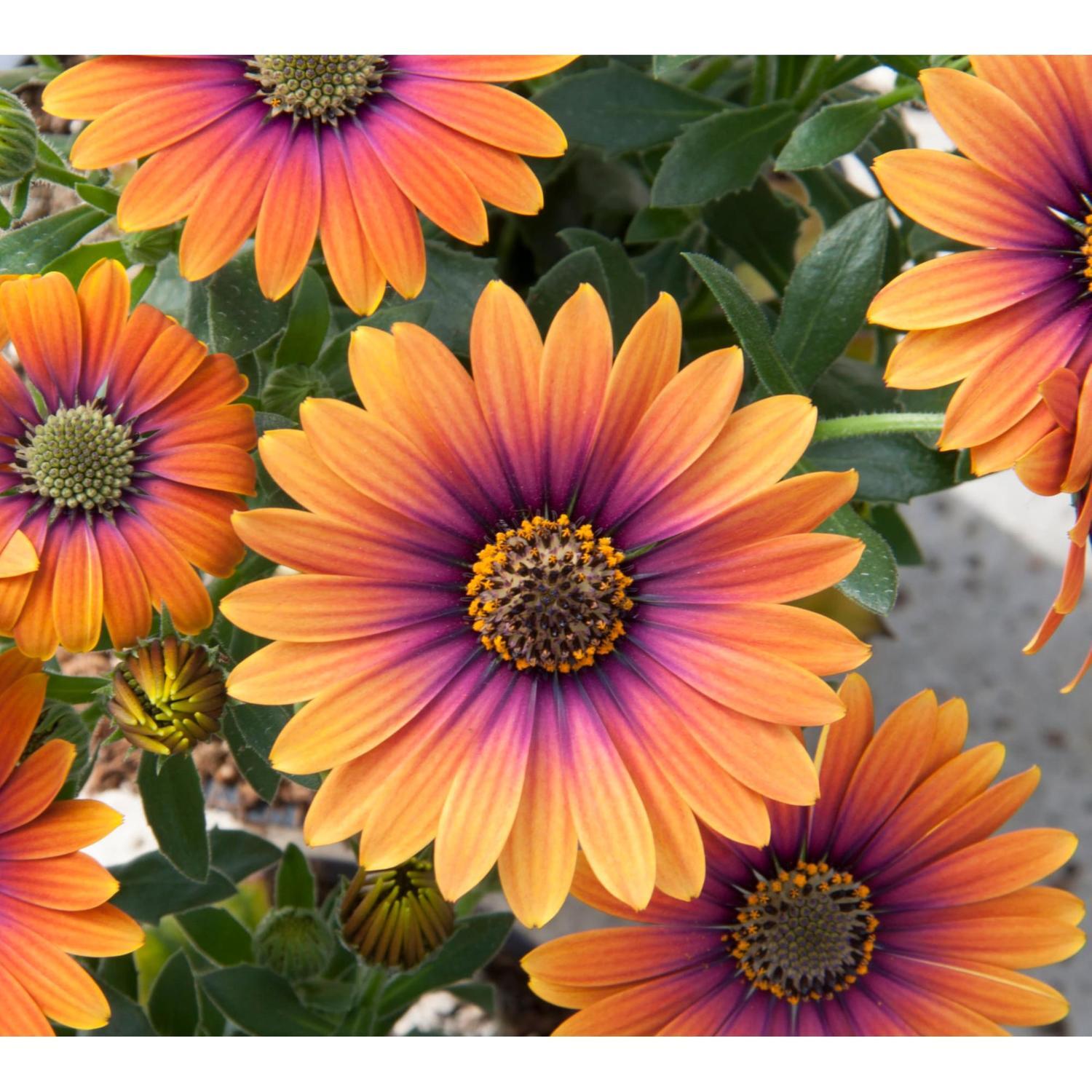 Osteospermum Purple Sun 1.5 litre