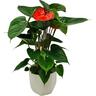 Anthurium Bugatti in Geometric Ceramic Pot