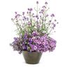 Calibrachoa Evening Star