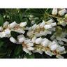 Pieris Temple Bells