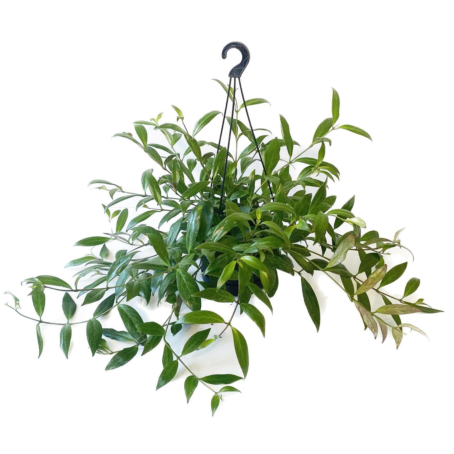 Aeschynanthus Black Pagoda Basket 17.5cm