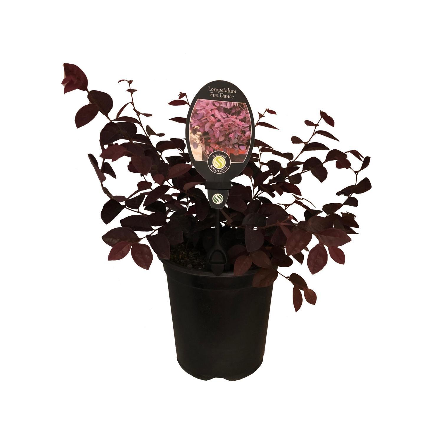 Loropetalum Fire Dance