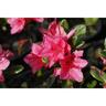 Azalea