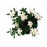 Gardenia Radicans