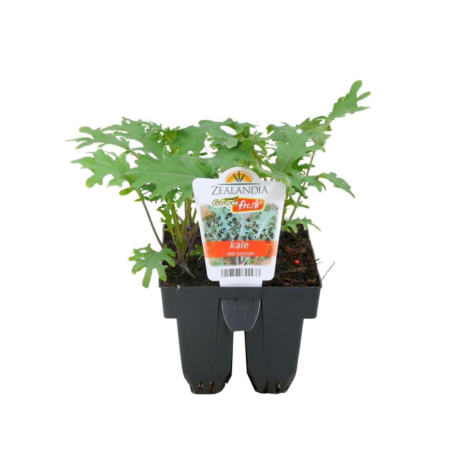 Kale Red Russian