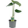 Monstera Deliciosa