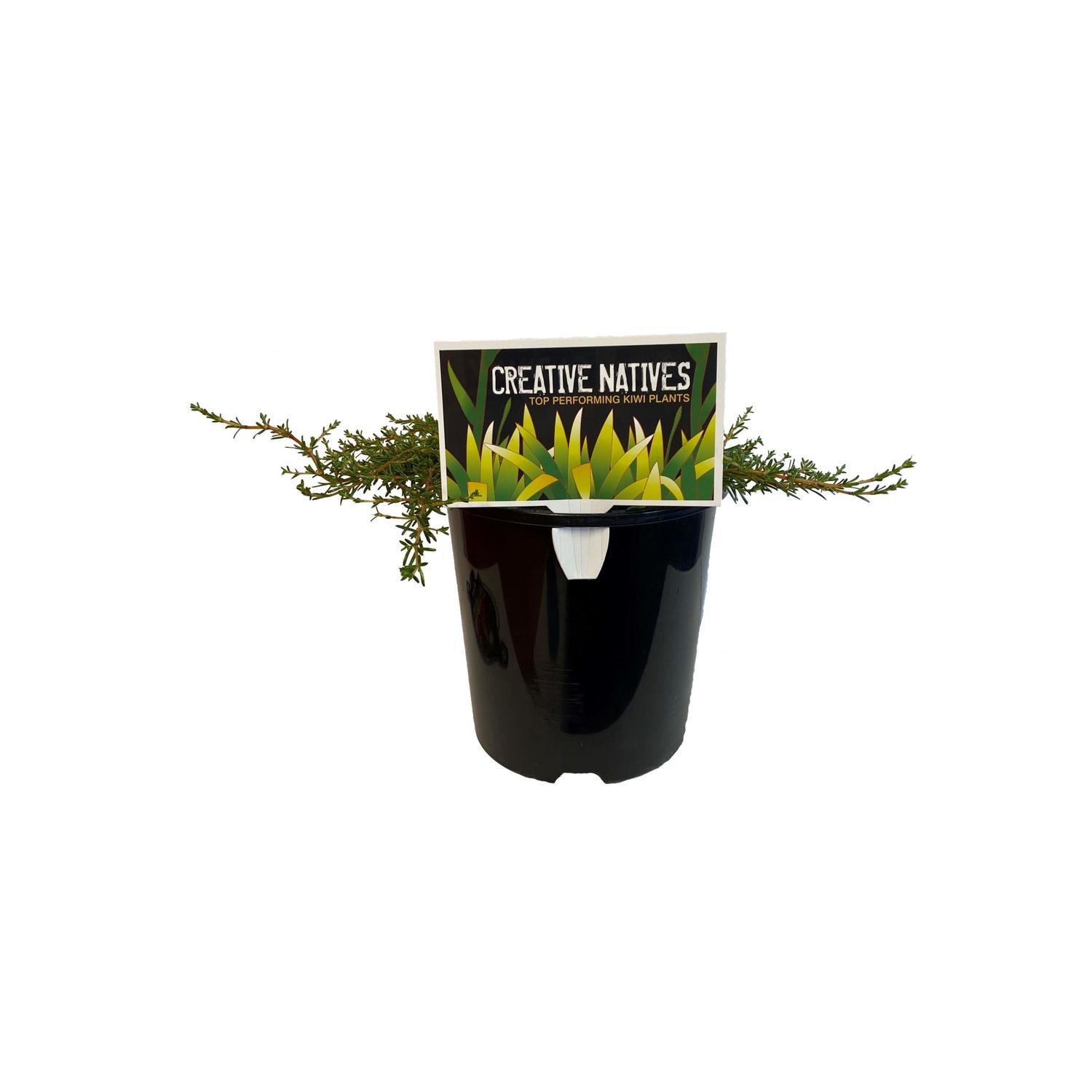 Coprosma Hawera