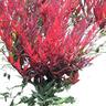 Nandina Little Flick