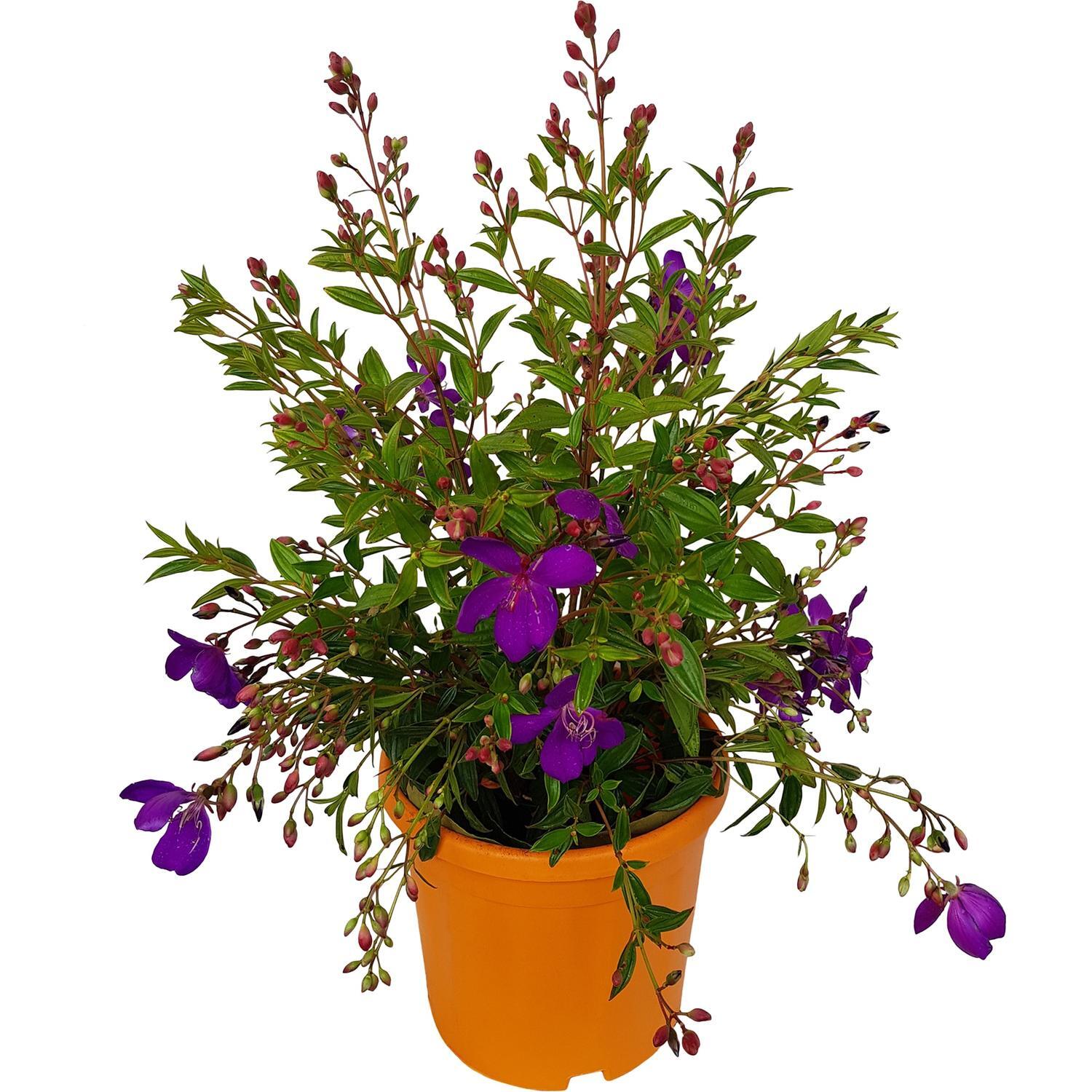 Tibouchina Carolyn