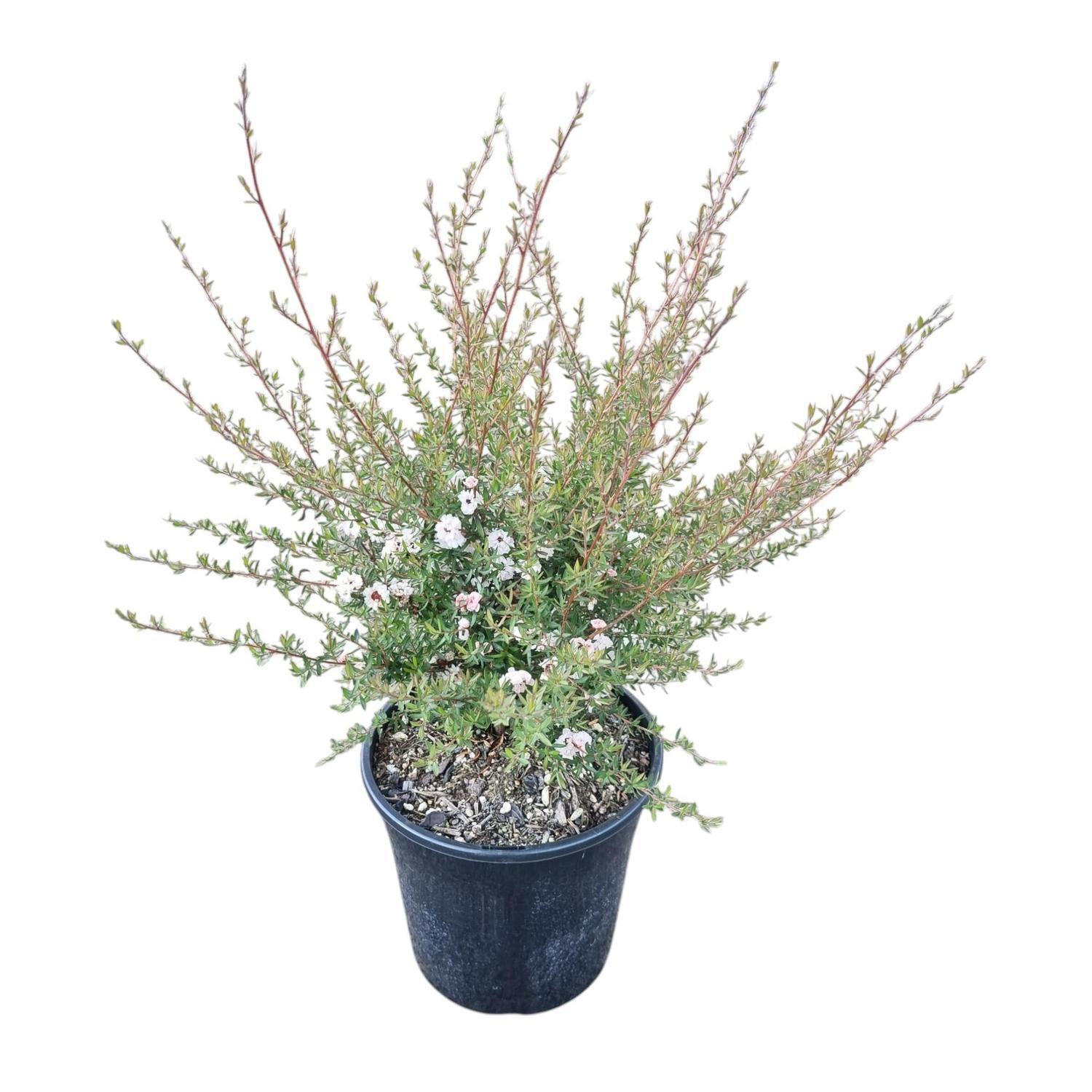Lepospermum 'Tea Tree' Princess Anne 4L