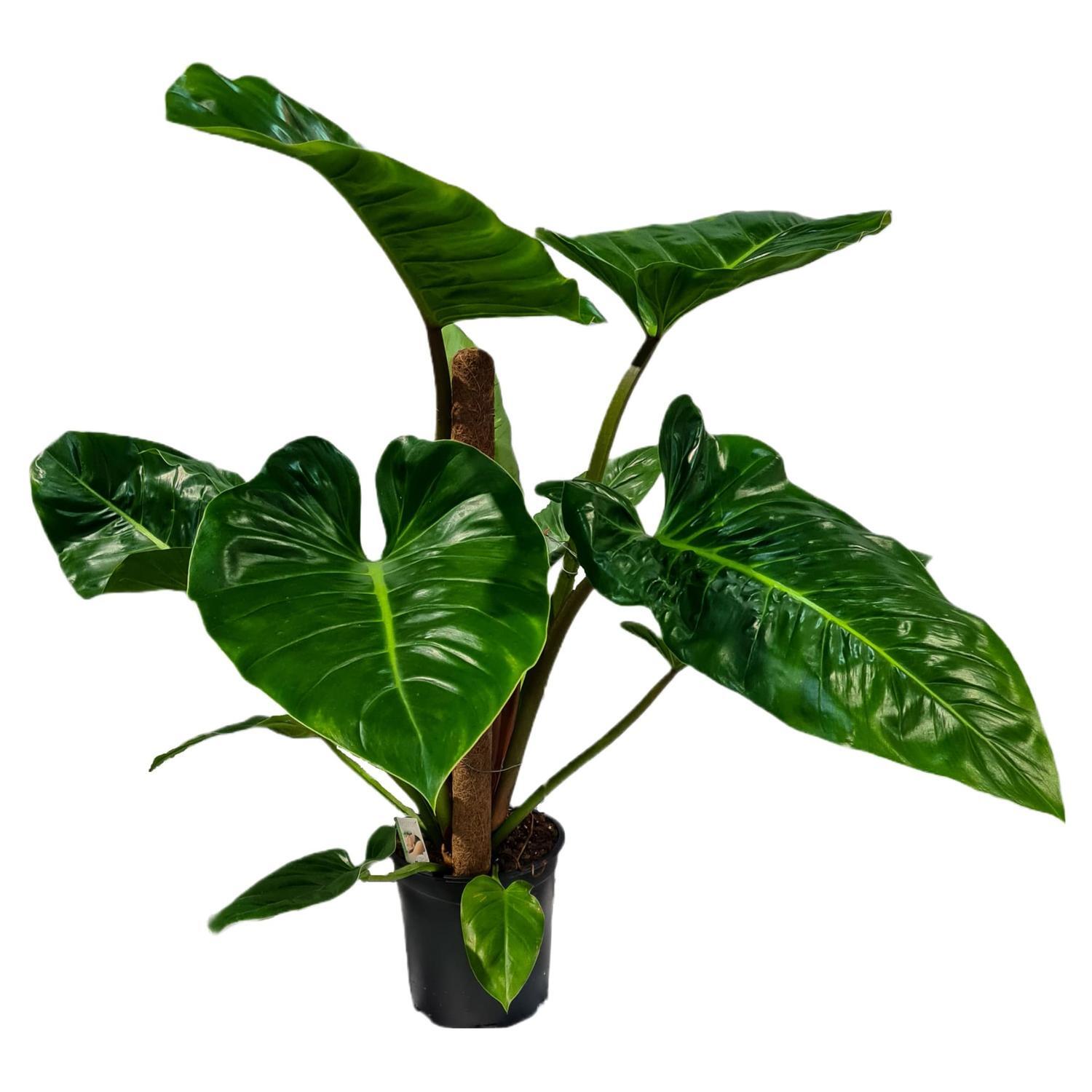 Philodendron Giganteum