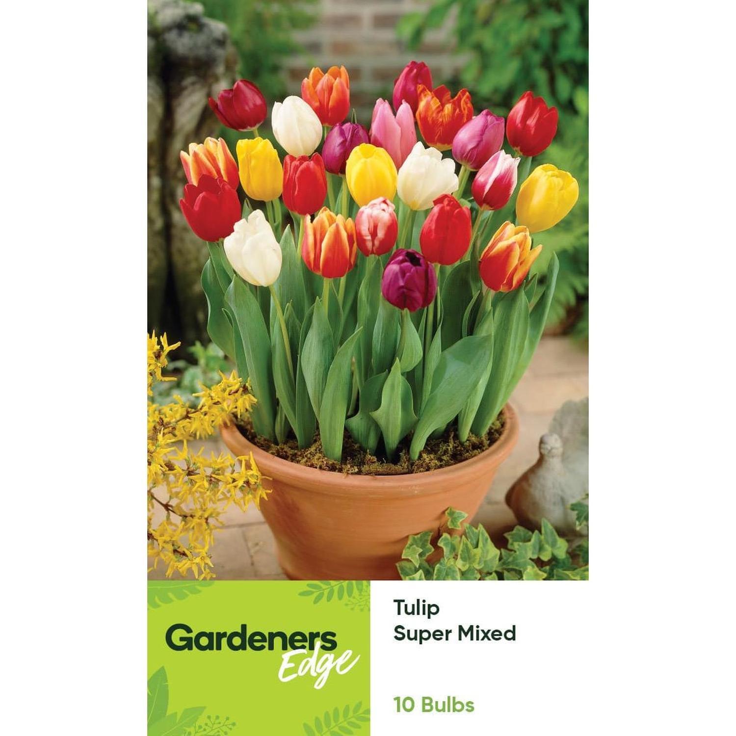 Tulip Super Mixed 10 Pack