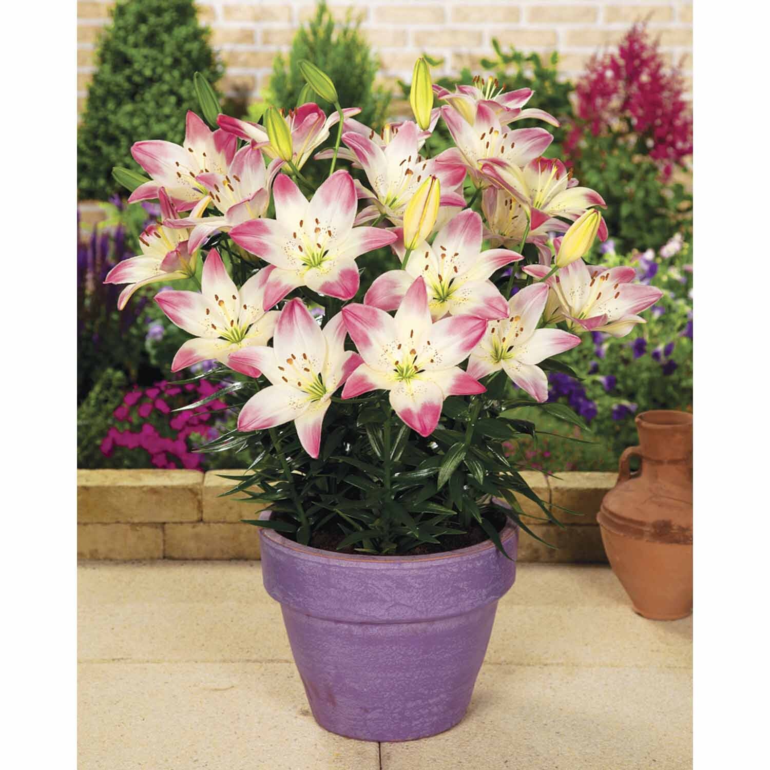 Lilium Sugar Love