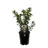 Escallonia Snowbud 1.9 litre