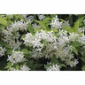 Trachelospermum Jasminoides