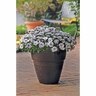 Osteospermum 3d Double Silver