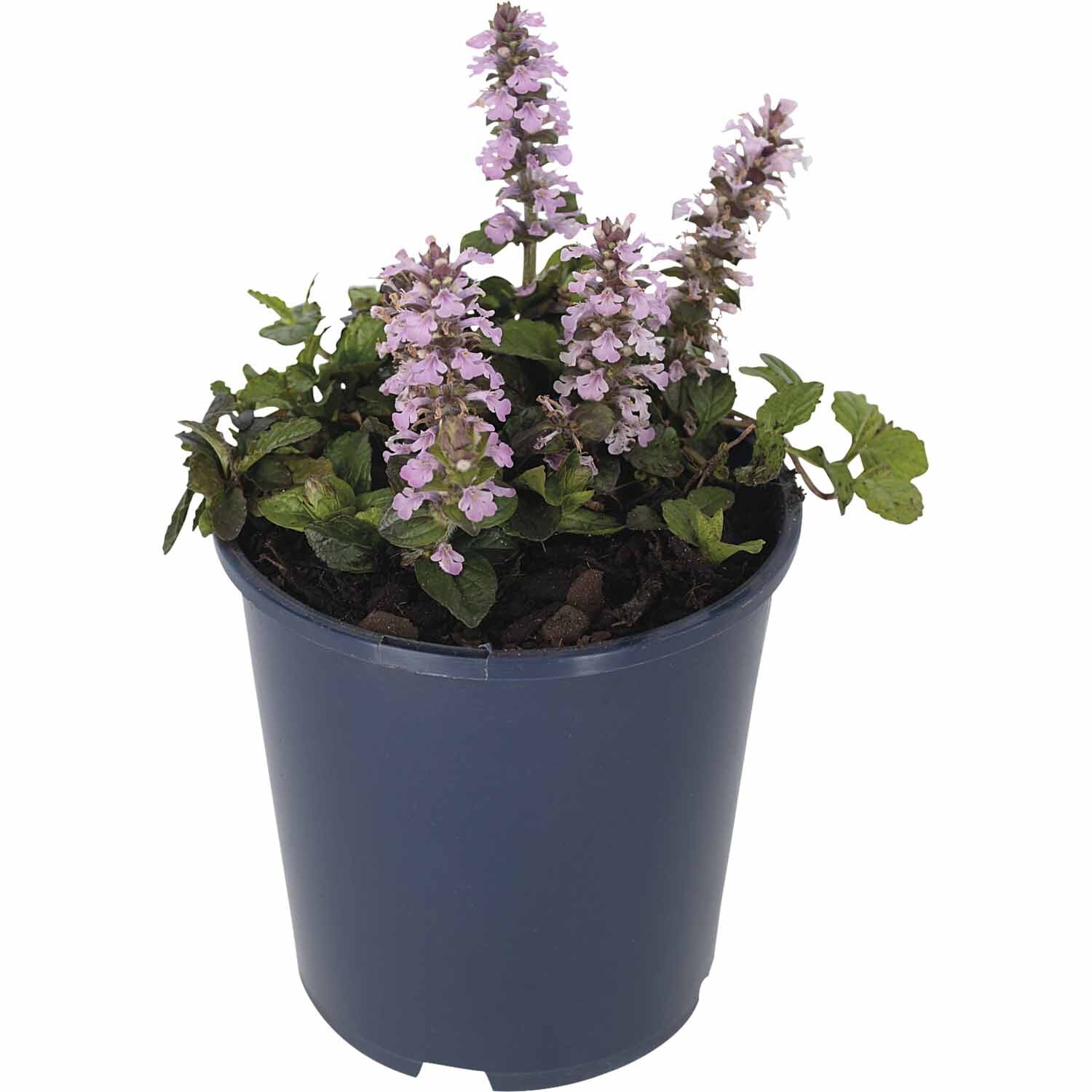 Ajuga Pink Spike
