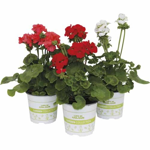Geranium