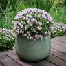 Lavender Blushberry Ruffles   15cm