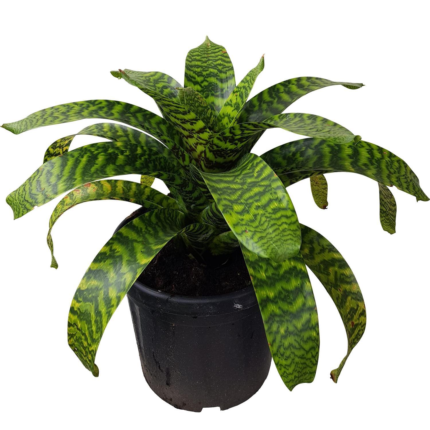 Bromeliad Hieroglyphica