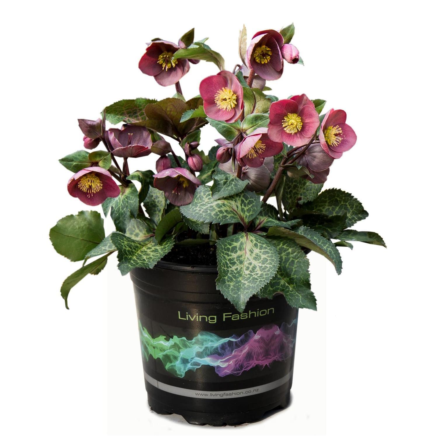 Hellebore Isabellas Charm