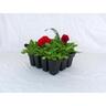 Petunia Super 12 Red