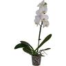 Orchid Phalaenopsis 12cm