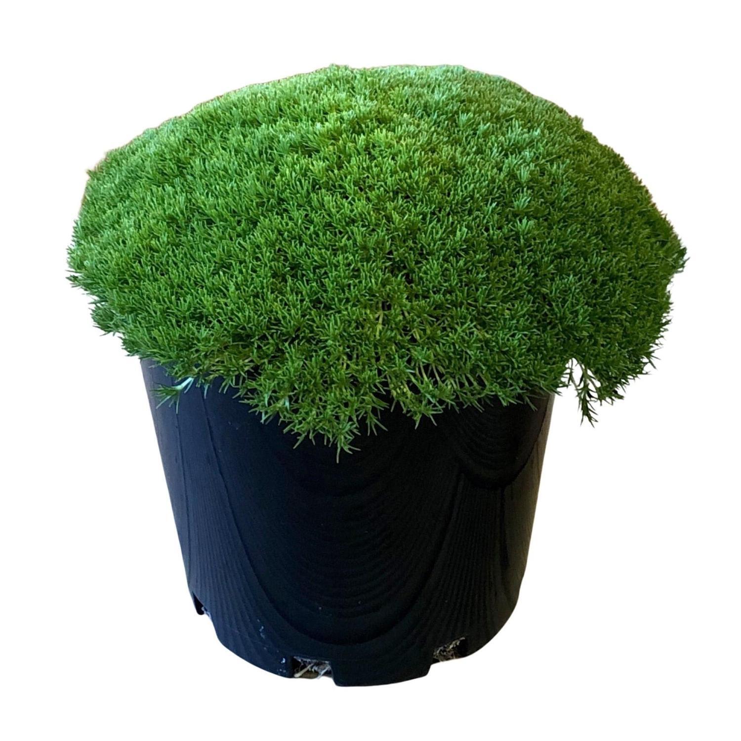 Scleranthus Crew Cut 4.5 litre Green
