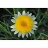 Federation Daisy Honeycomb
