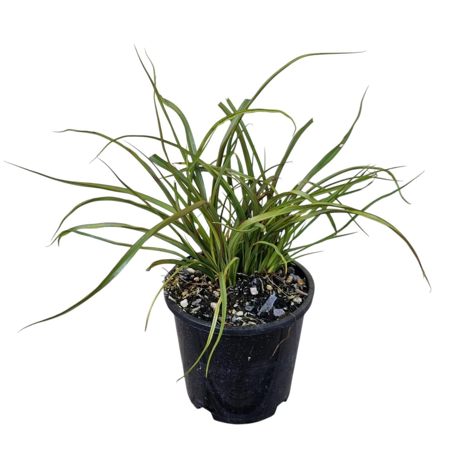 Phormium 'Flax' C. Surfer 1.3L