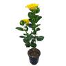 Hibiscus Macdelveon's Yellow 3.3L