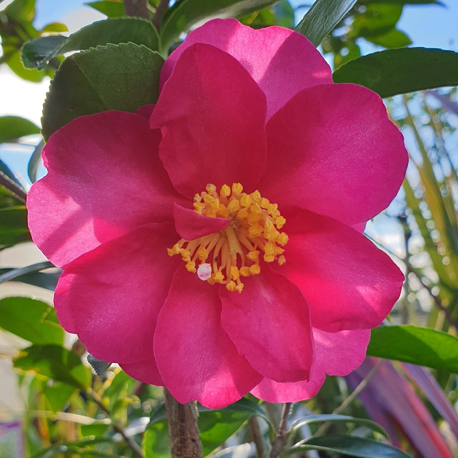 Camellia Hiryu