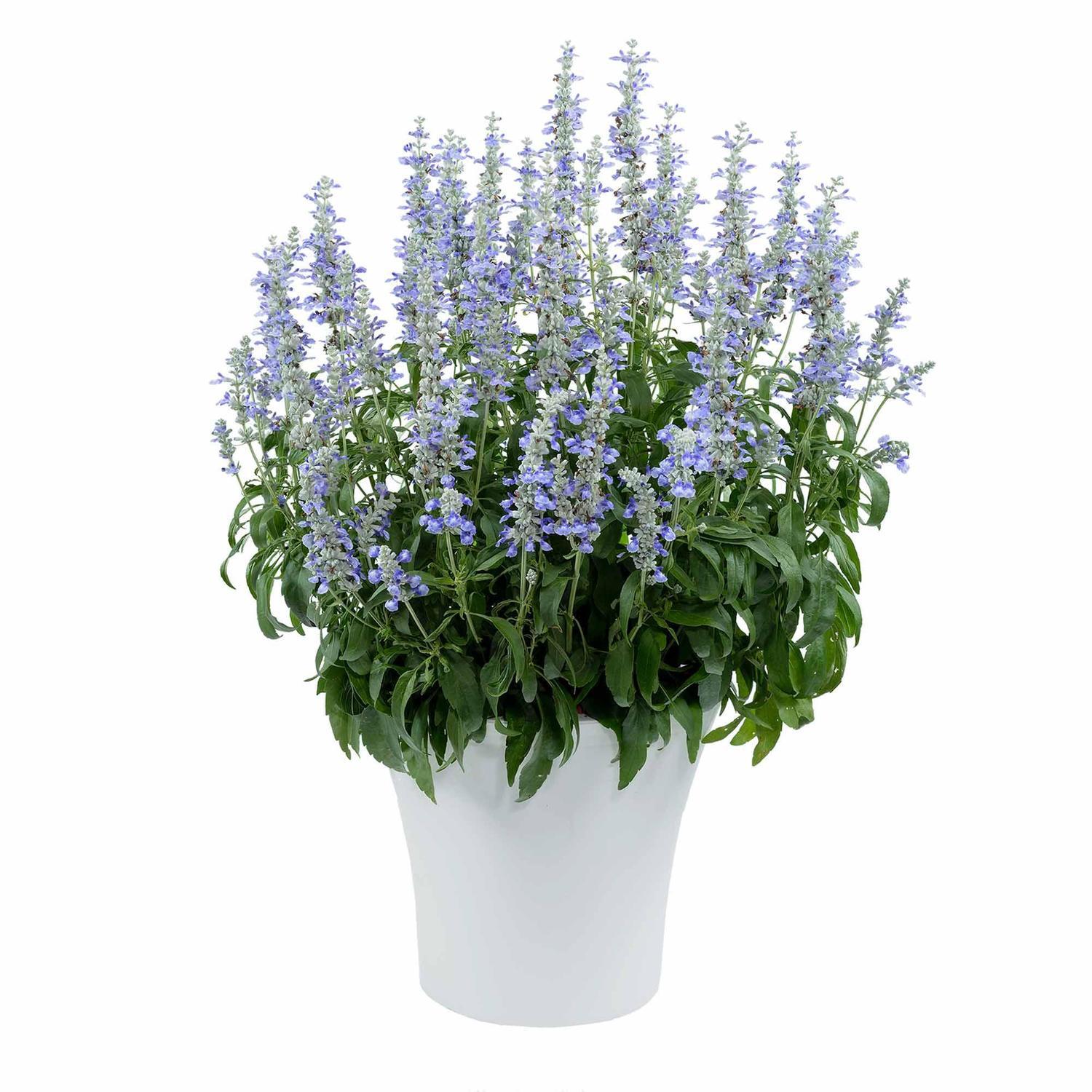 Salvia Sallyfun Sky Blue