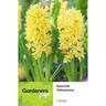 Hyacinth Yellowstone