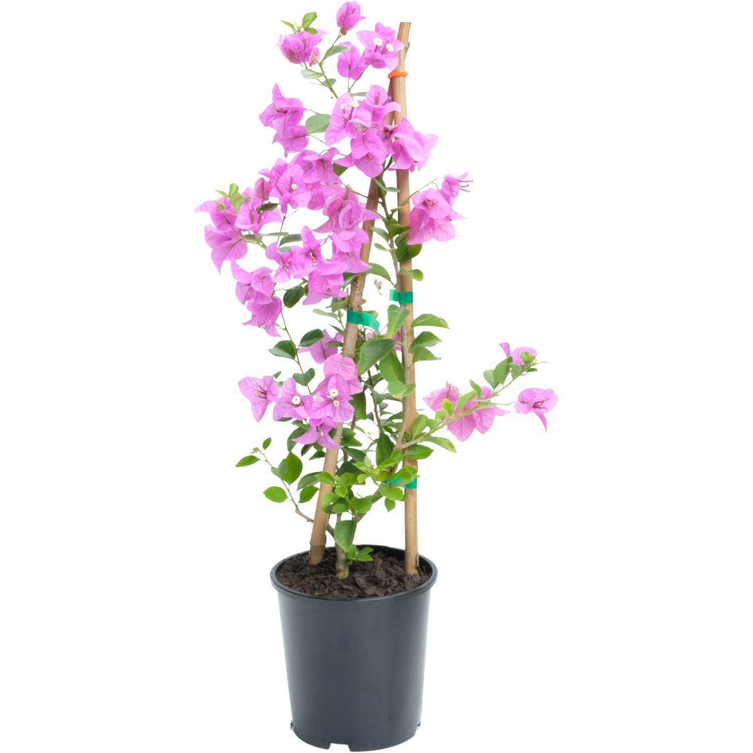 Bougainvillea Babybino Mimipur