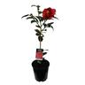 Camellia Japonica 'Bob Hope'