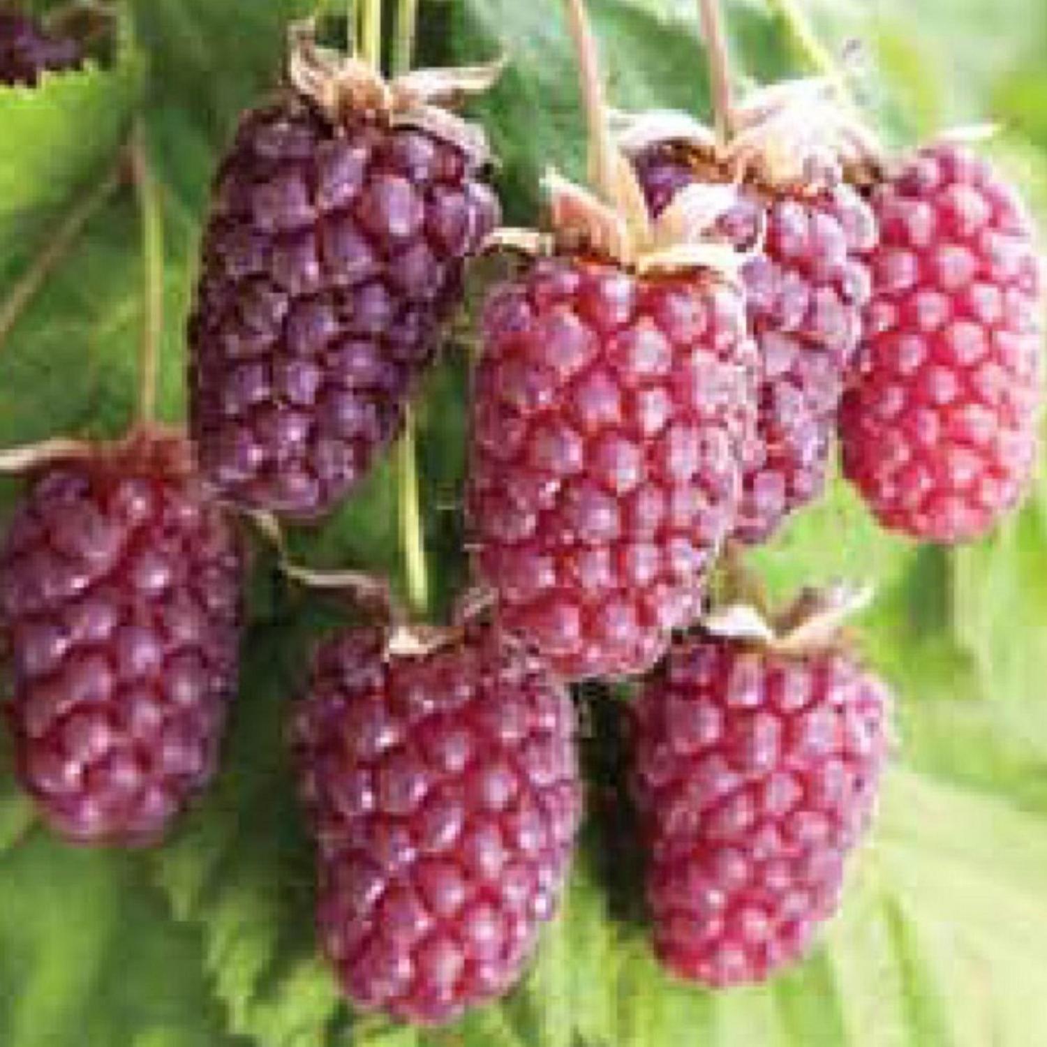 Loganberry Waimate