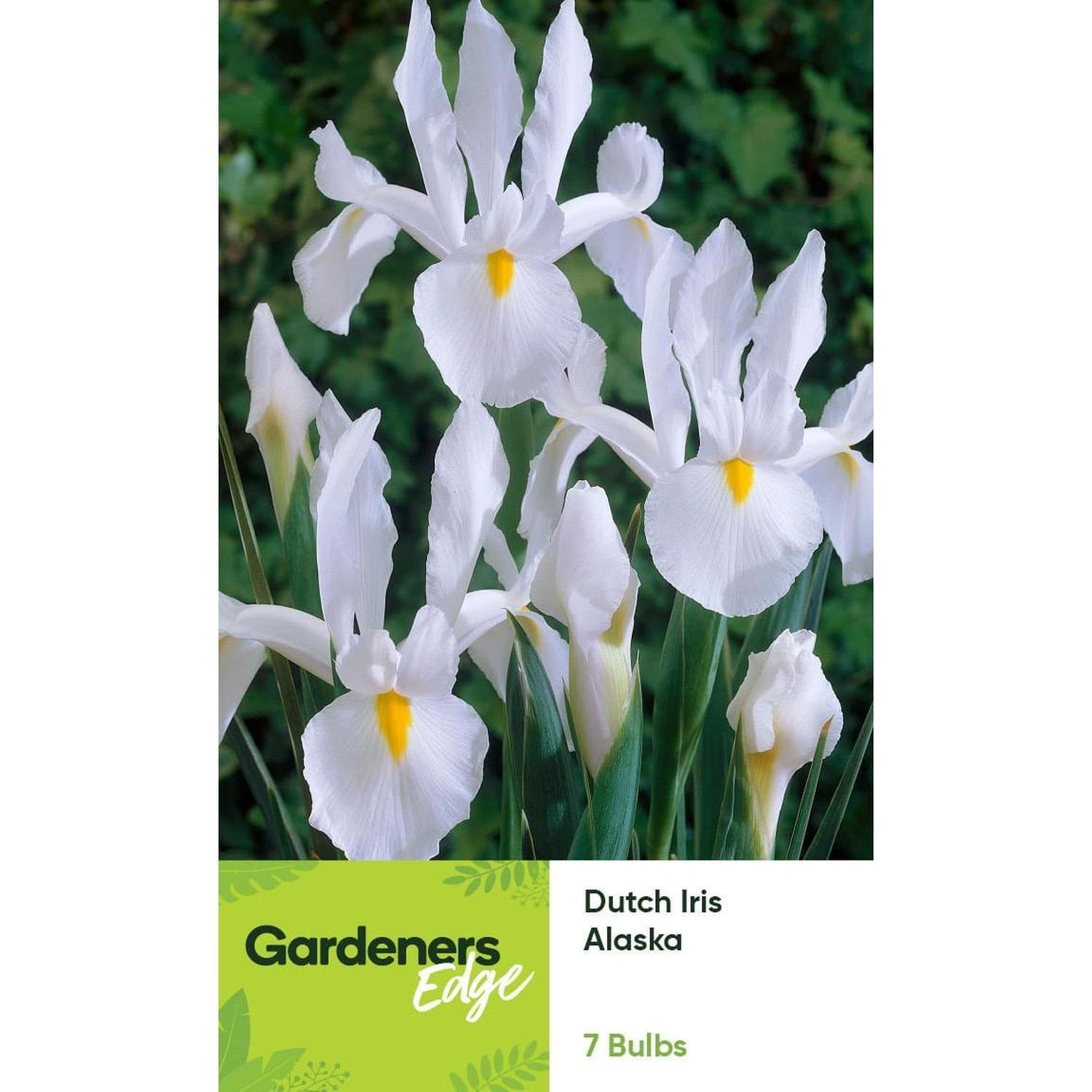 Dutch Iris Alaska 7 pack