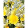 Dutch Iris Montecito