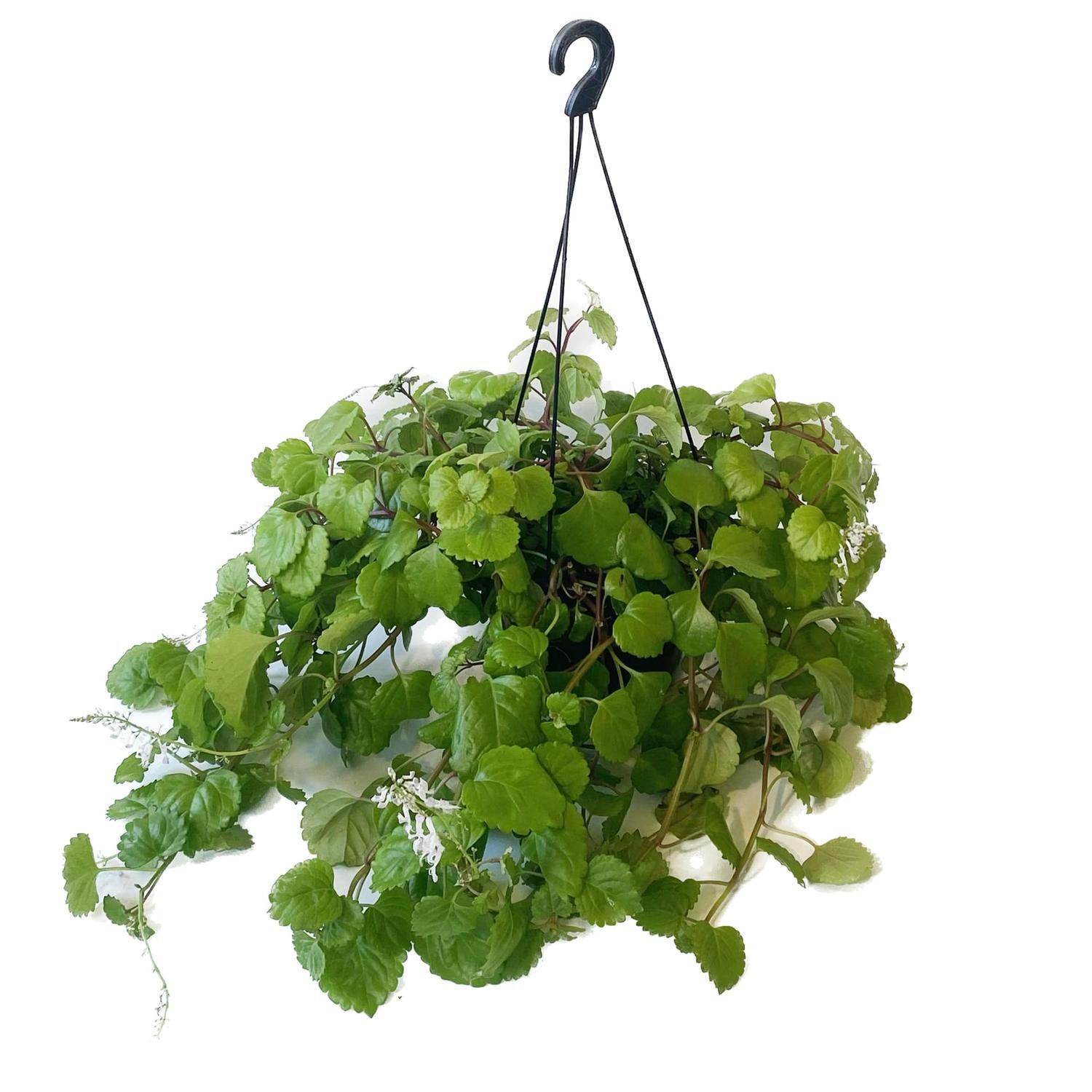 Plectranthus 17.5cm