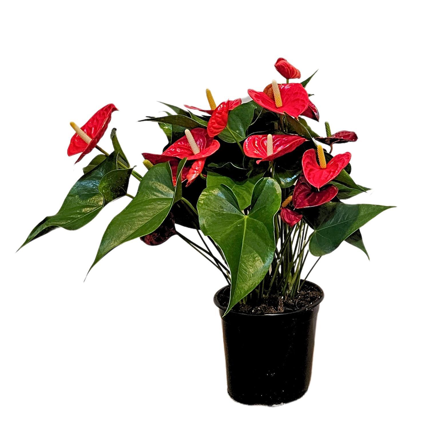 Anthurium Turenza 23cm