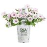 Supertunia Vista Silverberry 1 Litre Blush Pink