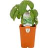 Herb Basil Sweet