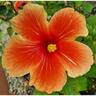 Hibiscus Royal Highness 3.3L