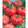 Tomato Grosse Lisse Graft