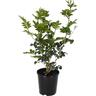 Murraya Paniculata 2 litre